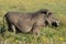 Warthog and Yellow Flowers