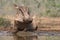 Warthog in Zimanga Park - South Africa