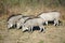 Warthogs in Botswana