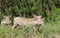 Warthogs in the bush