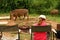 Warthogs in Camp with Female Tourist