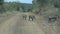 Warthogs crossing a dirt road in the Hluhluwe - imfolozi Park in South africa