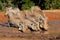 Warthogs drinking water