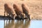 Warthogs Drinking Water