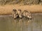Warthogs drinking at waterhole