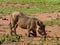 Warthogs eat grass on the savannah