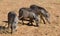 Warthogs eating grass in Namibia Africa