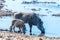 Warthogs in Etosha National Park