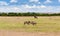 Warthogs fighting in savannah at africa