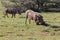 Warthogs graze on grass