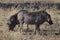 Warthogs grazing in Botswana