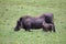 Warthogs are grazing in the savannah of Kenya