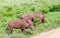 Warthogs isolated walking in the wild