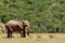 Warthogs laying and watching the elephant drinking water