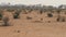 Warthogs Looking For Food In The Dusty And Arid African Desert