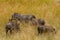 Warthogs, Maasai Mara Game Reserve, Kenya