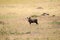 Warthogs motionless in the savannah of Maasai Mara Park in north