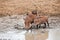 Warthogs and mud