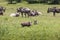 Warthogs near a water hole in Tarangire national park in Tanzania