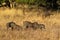 Warthogs Phacochoerus aethiopicus in the grass, Kruger National Park, South Africa