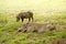 Warthogs, resting