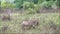 Warthogs in the Shimba Hills