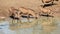 Warthogs at the waterhole