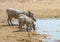 Warthogs at a waterhole