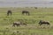 Warthogs and zebras on grass