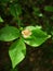 Warty-barked Spindle Euonymus verrucosus flowers