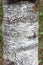 Warty birch trunk, a natural pattern