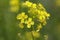 Warty cabbage flower, Bunias orientalis