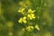 Warty cabbage flower, Bunias orientalis