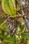 Warty Chameleon - Furcifer verrucosus