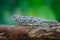 Warty chameleon Furcifer verrucosus sitting on the branch in forest habitat. Exotic beautifull endemic green reptile with long tai