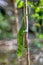 Warty chameleon spiny chameleon or crocodile chameleon, Furcifer verrucosus, Isalo National Park. Madagascar wildlife