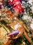 Warty Crab on Reef Underwater