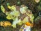 Warty frogfish, Antennarius maculatus. Lembeh, North Sulawesi