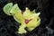 Warty Frogfish on Dark Seafloor in Indonesia