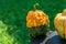 Warty Goblin - Hybrid Pumpkin on a wooden table in nature