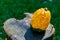 Warty Goblin - Hybrid Pumpkin on a wooden table in nature