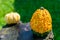 Warty Goblin - Hybrid Pumpkin on a wooden table in nature