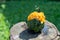 Warty Goblin - Hybrid Pumpkin on a wooden table in the rain