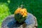 Warty Goblin - Hybrid Pumpkin on a wooden table in the rain