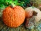 Warty Goblin pumpkin seed produces heavily warted pumpkins