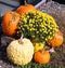 Warty Goblin pumpkin seed produces heavily warted pumpkins