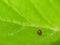 Warty Leaf Beetle Egg