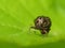 Warty Leaf Beetle Laying An Egg