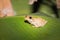 Warty Madagascar Frog Mantidactylus ulcerosus hiding in a green plant, Madagascar