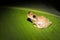 Warty Madagascar Frog Mantidactylus ulcerosus hiding in a green plant, Madagascar